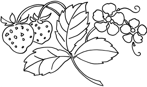 Strawberry Flower  Coloring Page